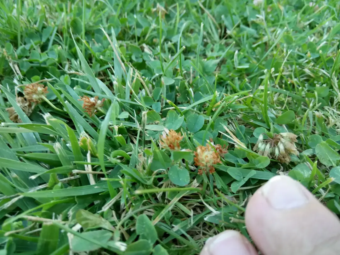 Invasive Weeds Treatment