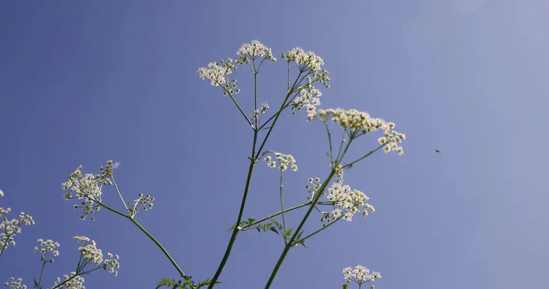 Japanese Knotweed