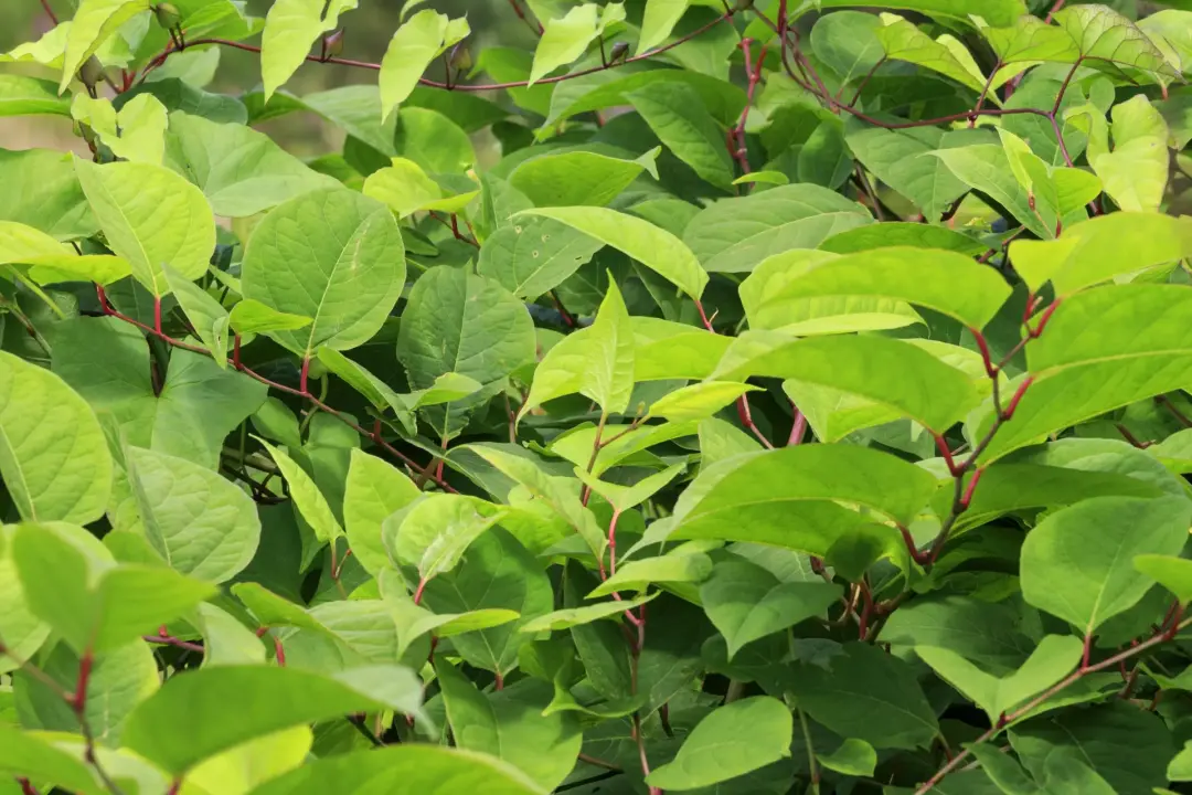 Japanese Knotweed Identification