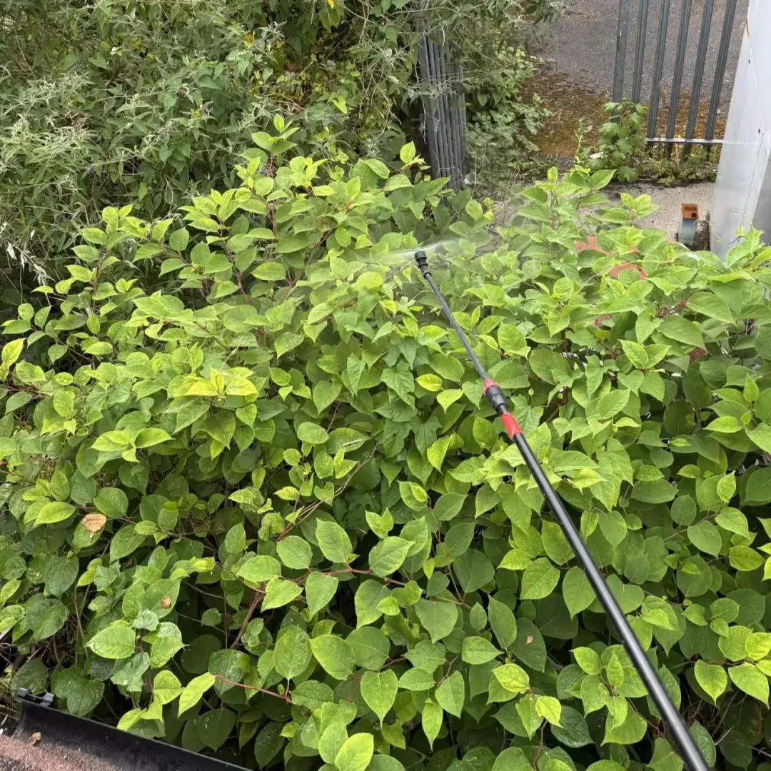 Essex Knotweed Treatment
