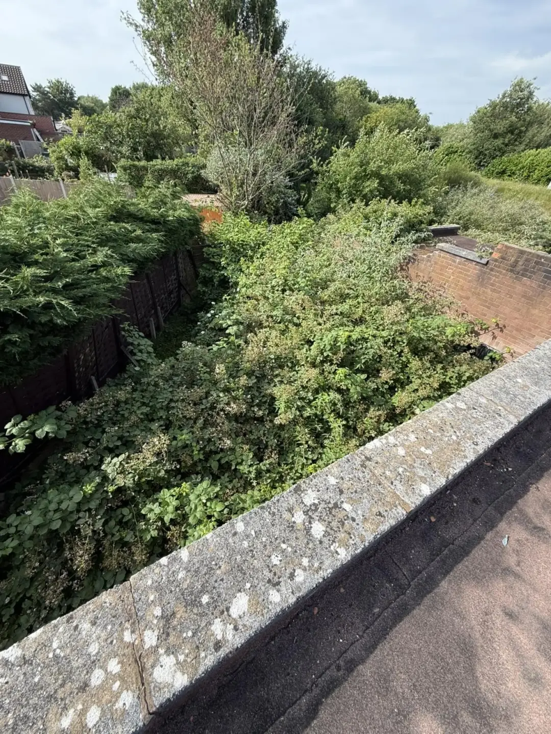 Essex Japanese Knotweed Removal
