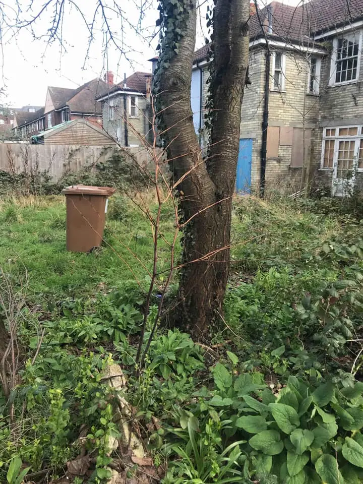 Japanese Knotweed Identification