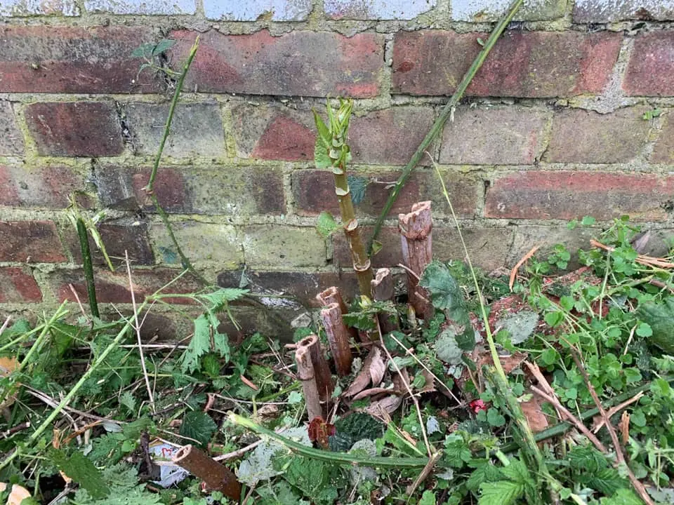 Eradication of Japanese Knotweed