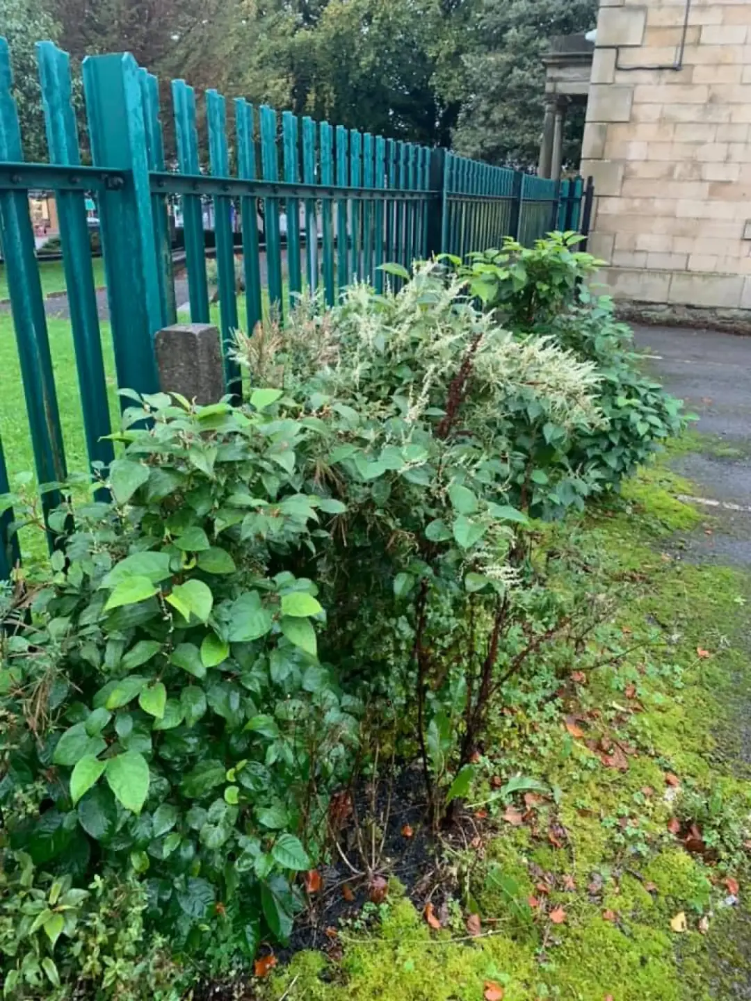 Knotweed Control in Essex