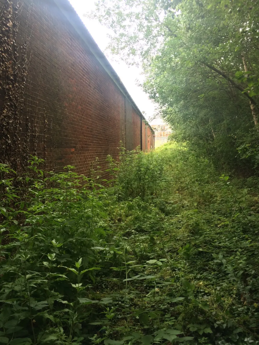 Knotweed Excavation for Essex
