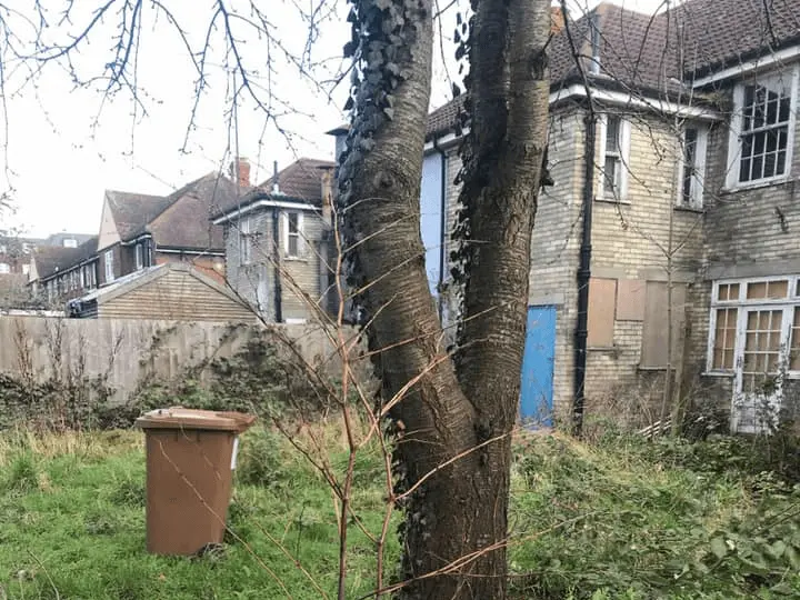 Japanese Knotweed Removal Services