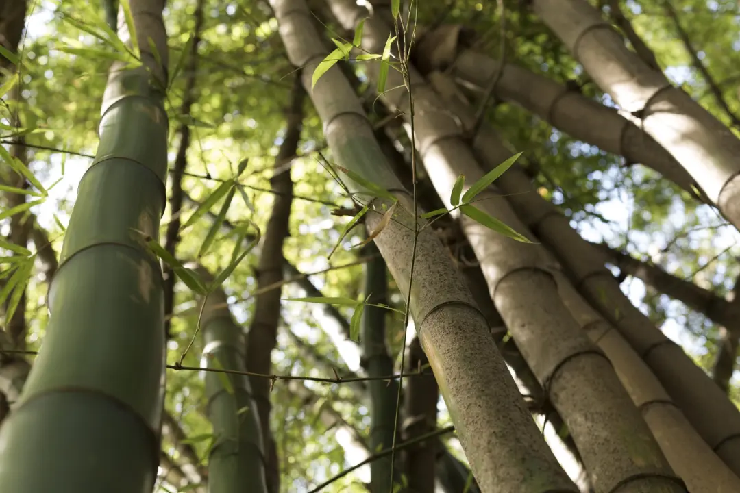 Bamboo Removal Service