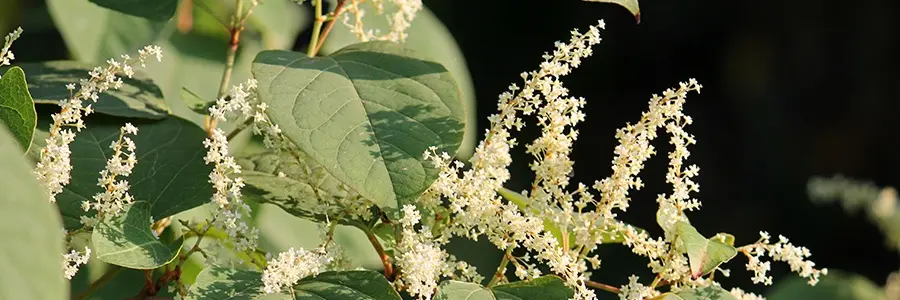 Japanese Knotweed Removal